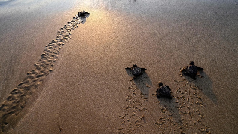 Baby sea turtles, Lhoknga beach, Aceh province, Indonesia